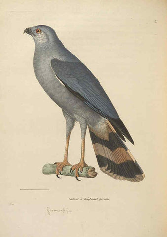 Reproducción/Reproduction 6285714043: Nouveau recueil de planches coloriées d'oiseaux A Strasbourgh ;Chez Legras Imbert et Comp.,1838