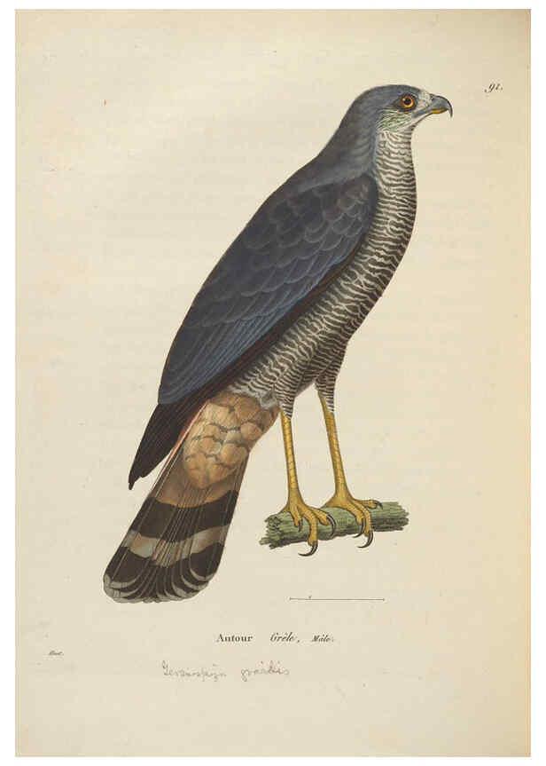 Reproducción/Reproduction 6286235144: Nouveau recueil de planches coloriées d'oiseaux A Strasbourgh ;Chez Legras Imbert et Comp.,1838