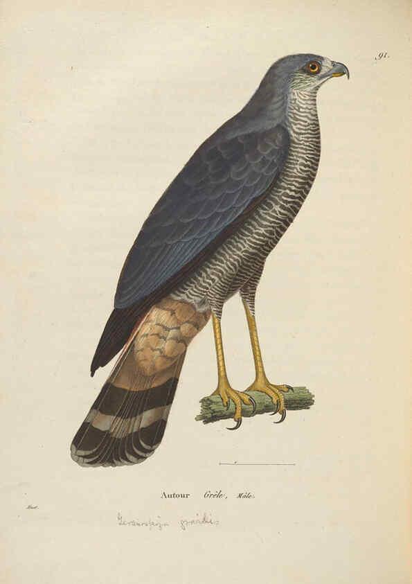 Reproducción/Reproduction 6286235144: Nouveau recueil de planches coloriées d'oiseaux A Strasbourgh ;Chez Legras Imbert et Comp.,1838