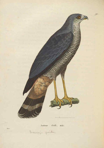 Reproducción/Reproduction 6286235144: Nouveau recueil de planches coloriées d'oiseaux A Strasbourgh ;Chez Legras Imbert et Comp.,1838