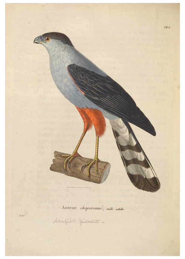 Reproducción/Reproduction 6285714377: Nouveau recueil de planches coloriées d'oiseaux A Strasbourgh ;Chez Legras Imbert et Comp.,1838