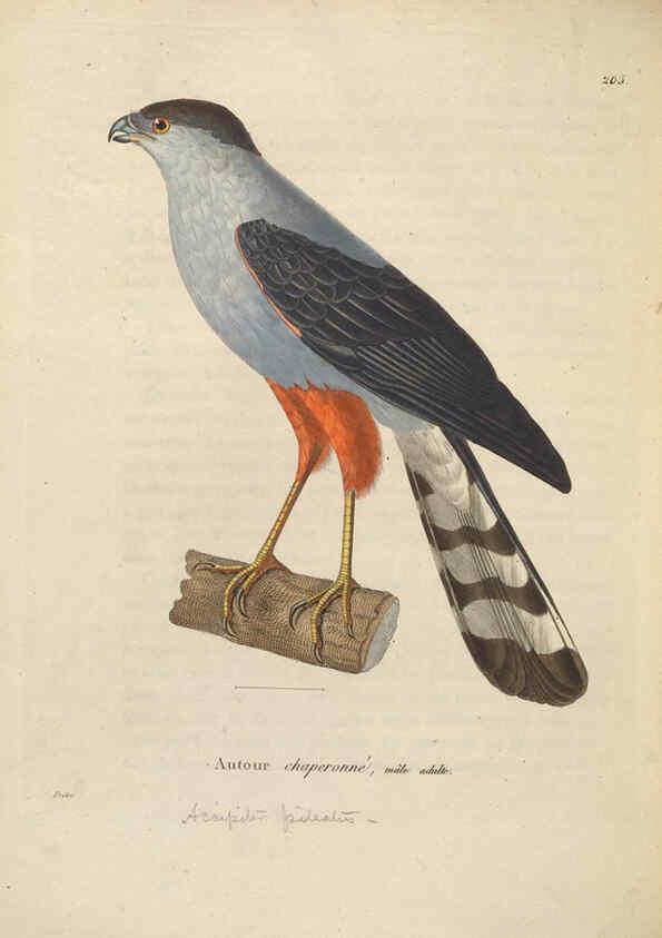 Reproducción/Reproduction 6285714377: Nouveau recueil de planches coloriées d'oiseaux A Strasbourgh ;Chez Legras Imbert et Comp.,1838
