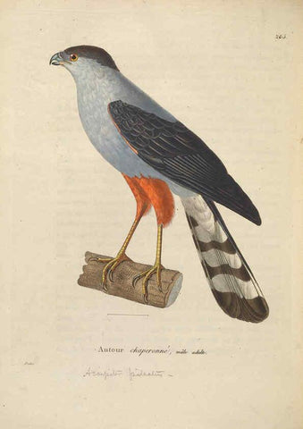 Reproducción/Reproduction 6285714377: Nouveau recueil de planches coloriées d'oiseaux A Strasbourgh ;Chez Legras Imbert et Comp.,1838