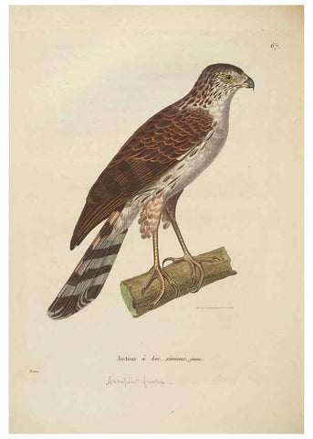 Reproducción/Reproduction 6286235568: Nouveau recueil de planches coloriées d'oiseaux A Strasbourgh ;Chez Legras Imbert et Comp.,1838