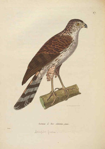 Reproducción/Reproduction 6286235568: Nouveau recueil de planches coloriées d'oiseaux A Strasbourgh ;Chez Legras Imbert et Comp.,1838