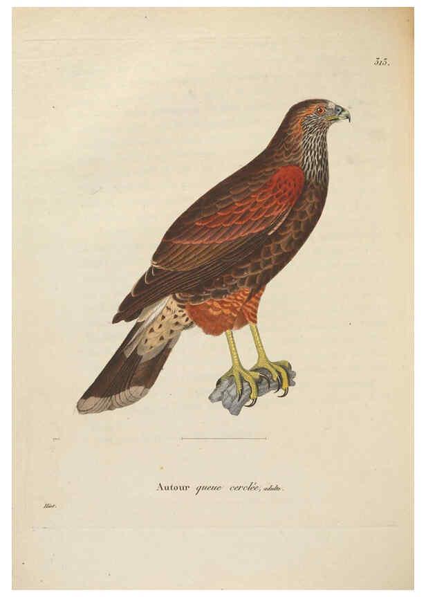 Reproducción/Reproduction 6286235722: Nouveau recueil de planches coloriées d'oiseaux A Strasbourgh ;Chez Legras Imbert et Comp.,1838