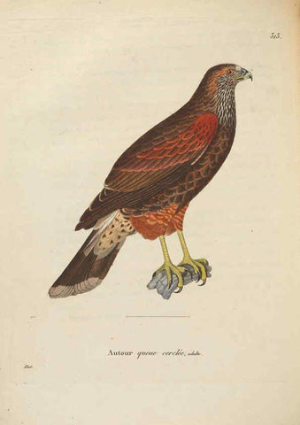 Reproducción/Reproduction 6286235722: Nouveau recueil de planches coloriées d'oiseaux A Strasbourgh ;Chez Legras Imbert et Comp.,1838