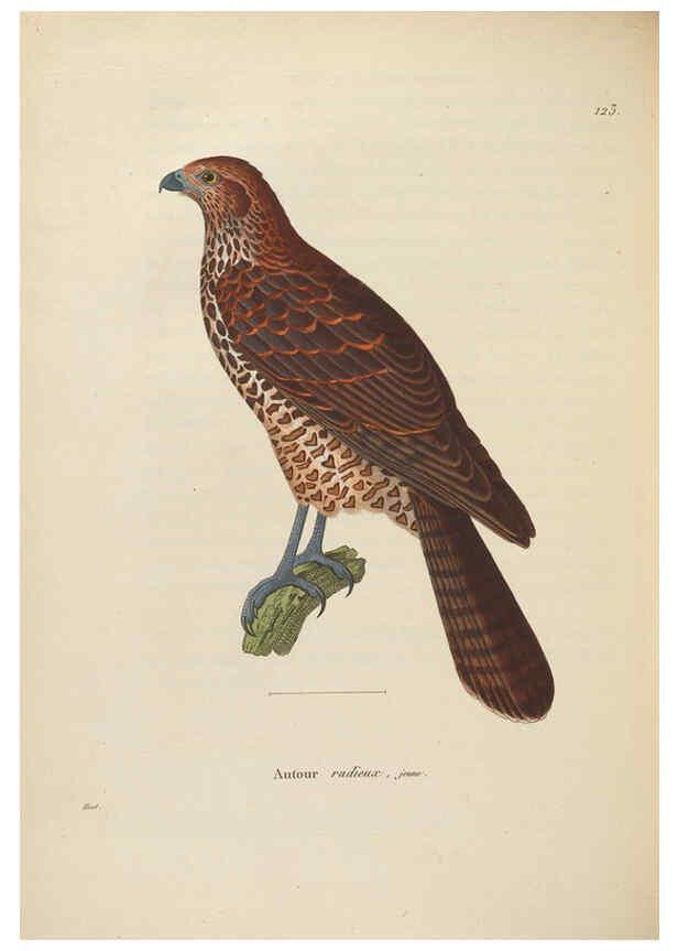Reproducción/Reproduction 6285714909: Nouveau recueil de planches coloriées d'oiseaux A Strasbourgh ;Chez Legras Imbert et Comp.,1838