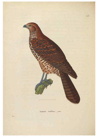Reproducción/Reproduction 6285714909: Nouveau recueil de planches coloriées d'oiseaux A Strasbourgh ;Chez Legras Imbert et Comp.,1838