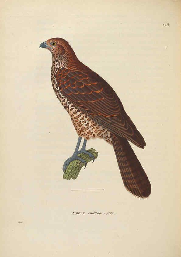 Reproducción/Reproduction 6285714909: Nouveau recueil de planches coloriées d'oiseaux A Strasbourgh ;Chez Legras Imbert et Comp.,1838