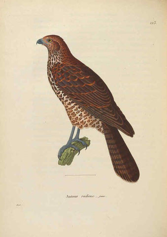 Reproducción/Reproduction 6285714909: Nouveau recueil de planches coloriées d'oiseaux A Strasbourgh ;Chez Legras Imbert et Comp.,1838