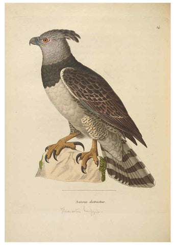 Reproducción/Reproduction 6285712403: Nouveau recueil de planches coloriées d'oiseaux A Strasbourgh ;Chez Legras Imbert et Comp.,1838