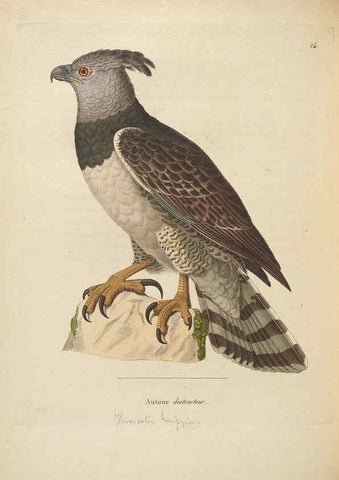 Reproducción/Reproduction 6285712403: Nouveau recueil de planches coloriées d'oiseaux A Strasbourgh ;Chez Legras Imbert et Comp.,1838