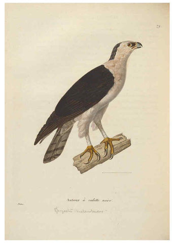 Reproducción/Reproduction 6285712283: Nouveau recueil de planches coloriées d'oiseaux A Strasbourgh ;Chez Legras Imbert et Comp.,1838