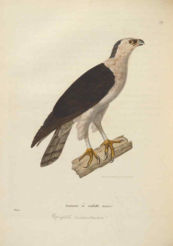 Reproducción/Reproduction 6285712283: Nouveau recueil de planches coloriées d'oiseaux A Strasbourgh ;Chez Legras Imbert et Comp.,1838