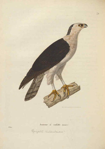 Reproducción/Reproduction 6285712283: Nouveau recueil de planches coloriées d'oiseaux A Strasbourgh ;Chez Legras Imbert et Comp.,1838