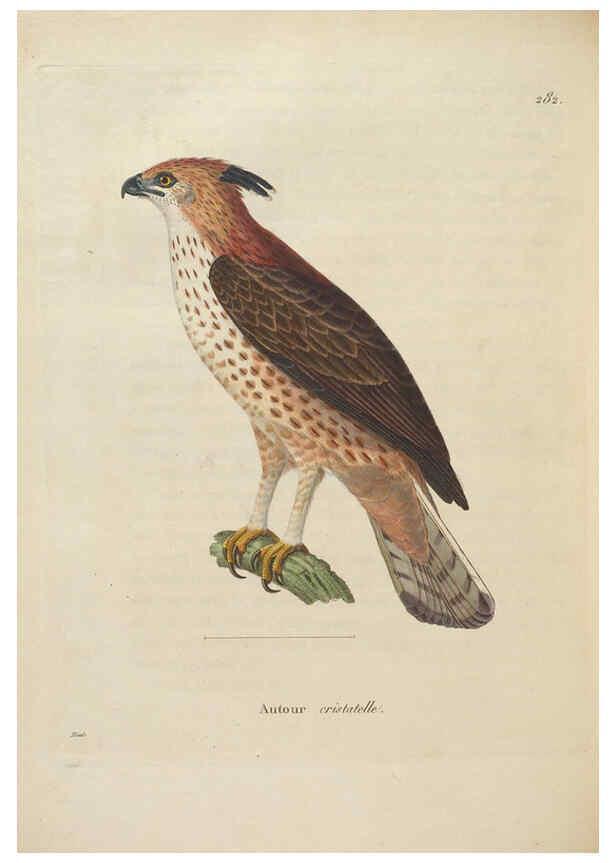 Reproducción/Reproduction 6285712041: Nouveau recueil de planches coloriées d'oiseaux A Strasbourgh ;Chez Legras Imbert et Comp.,1838