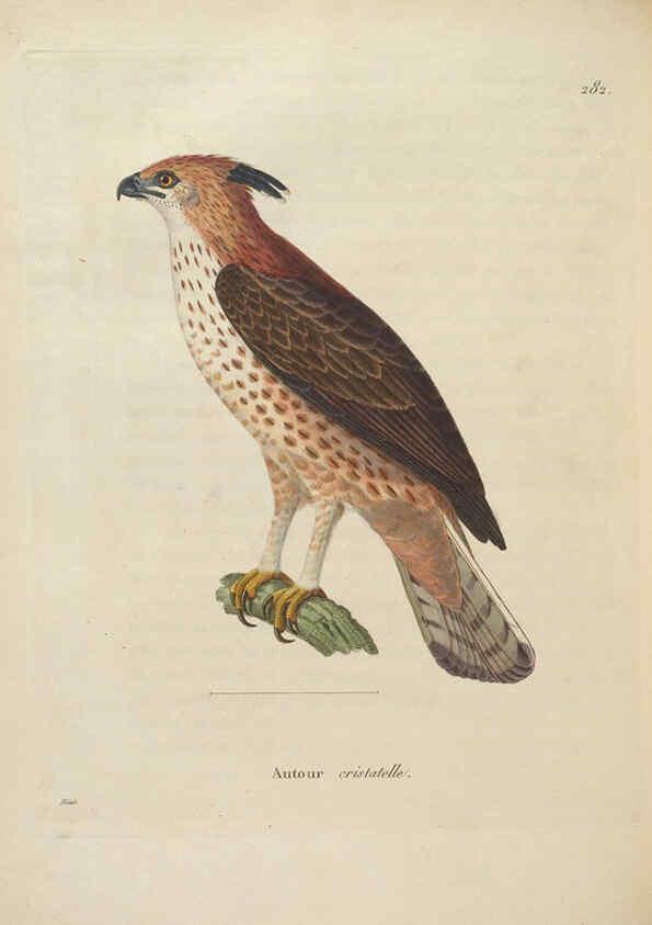 Reproducción/Reproduction 6285712041: Nouveau recueil de planches coloriées d'oiseaux A Strasbourgh ;Chez Legras Imbert et Comp.,1838