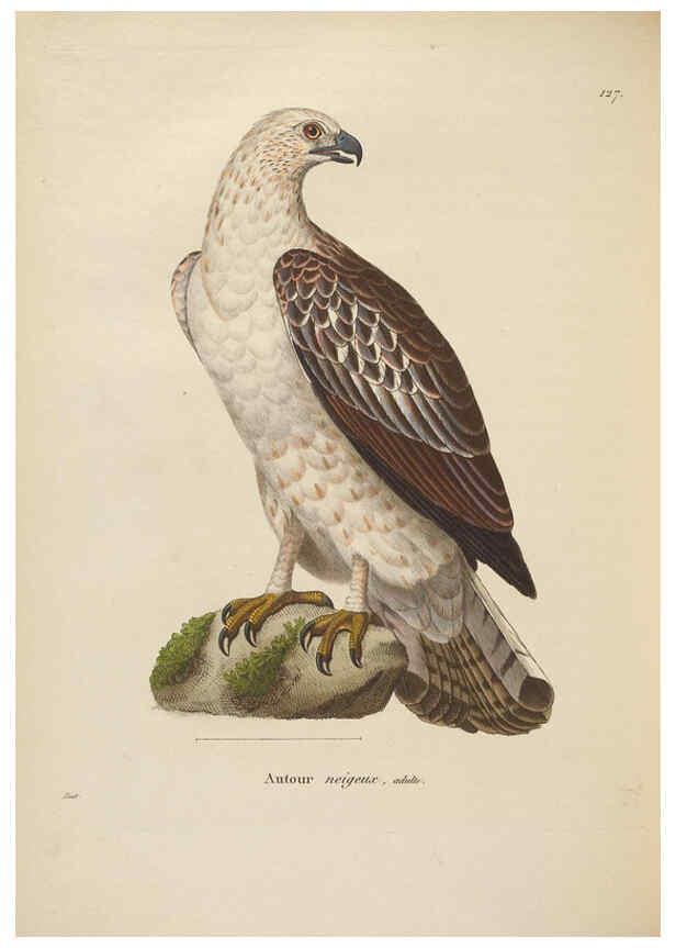 Reproducción/Reproduction 6285711915: Nouveau recueil de planches coloriées d'oiseaux A Strasbourgh ;Chez Legras Imbert et Comp.,1838