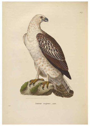 Reproducción/Reproduction 6285711915: Nouveau recueil de planches coloriées d'oiseaux A Strasbourgh ;Chez Legras Imbert et Comp.,1838