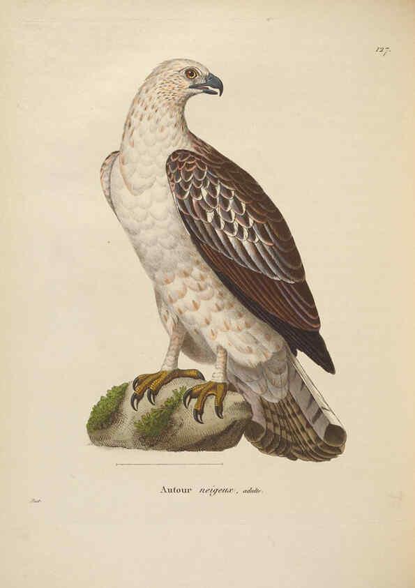 Reproducción/Reproduction 6285711915: Nouveau recueil de planches coloriées d'oiseaux A Strasbourgh ;Chez Legras Imbert et Comp.,1838