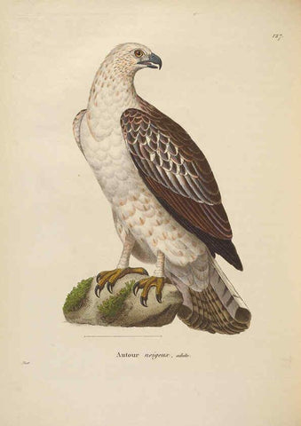 Reproducción/Reproduction 6285711915: Nouveau recueil de planches coloriées d'oiseaux A Strasbourgh ;Chez Legras Imbert et Comp.,1838