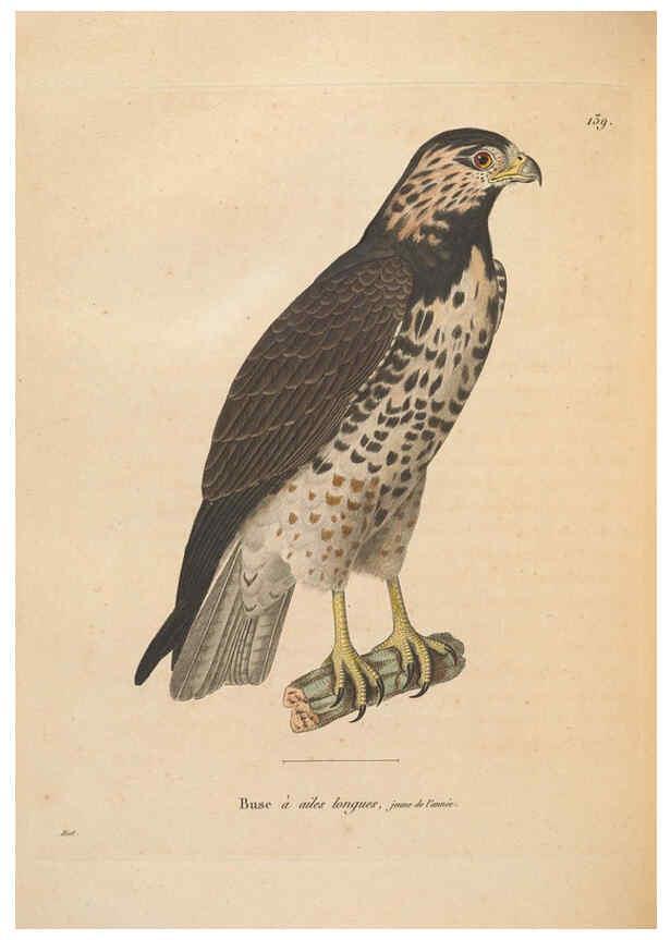 Reproducción/Reproduction 6286230014: Nouveau recueil de planches coloriées d'oiseaux A Strasbourgh ;Chez Legras Imbert et Comp.,1838