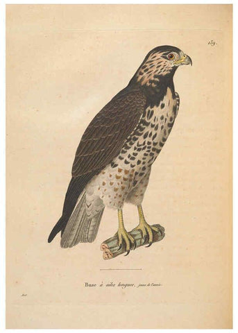 Reproducción/Reproduction 6286230014: Nouveau recueil de planches coloriées d'oiseaux A Strasbourgh ;Chez Legras Imbert et Comp.,1838