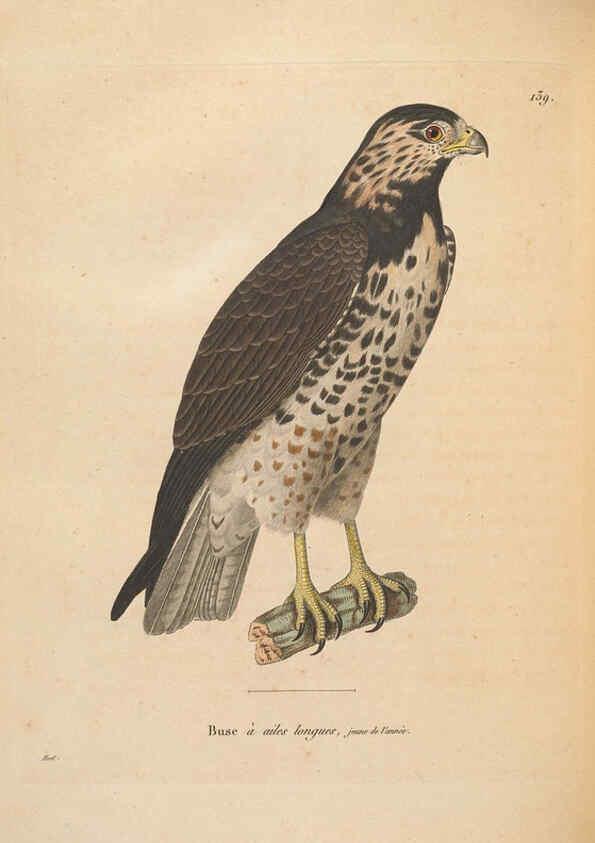 Reproducción/Reproduction 6286230014: Nouveau recueil de planches coloriées d'oiseaux A Strasbourgh ;Chez Legras Imbert et Comp.,1838