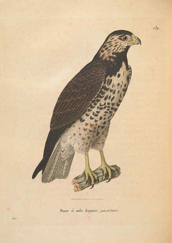Reproducción/Reproduction 6286230014: Nouveau recueil de planches coloriées d'oiseaux A Strasbourgh ;Chez Legras Imbert et Comp.,1838