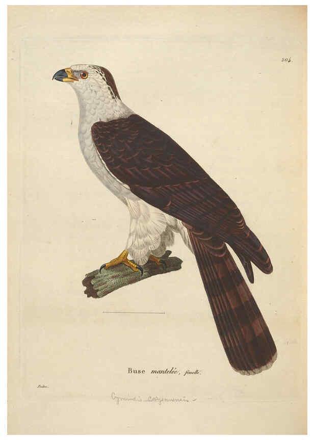 Reproducción/Reproduction 6286230182: Nouveau recueil de planches coloriées d'oiseaux A Strasbourgh ;Chez Legras Imbert et Comp.,1838