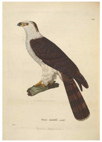 Reproducción/Reproduction 6286230182: Nouveau recueil de planches coloriées d'oiseaux A Strasbourgh ;Chez Legras Imbert et Comp.,1838