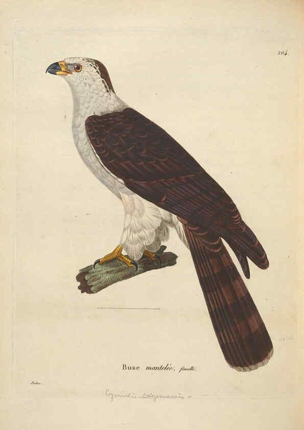 Reproducción/Reproduction 6286230182: Nouveau recueil de planches coloriées d'oiseaux A Strasbourgh ;Chez Legras Imbert et Comp.,1838