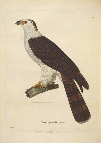 Reproducción/Reproduction 6286230182: Nouveau recueil de planches coloriées d'oiseaux A Strasbourgh ;Chez Legras Imbert et Comp.,1838