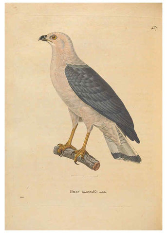 Reproducción/Reproduction 6286230354: Nouveau recueil de planches coloriées d'oiseaux A Strasbourgh ;Chez Legras Imbert et Comp.,1838
