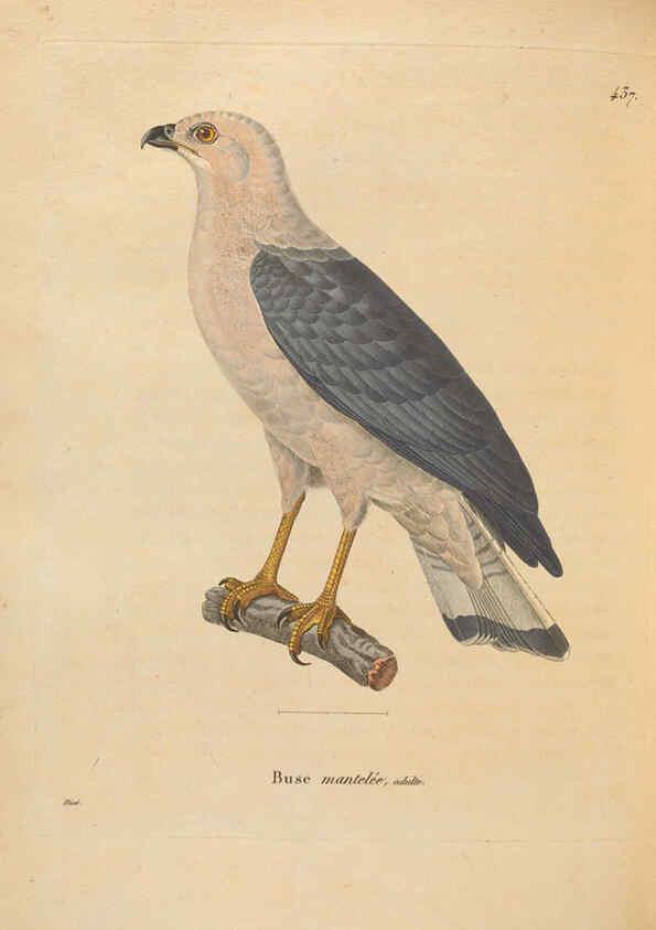 Reproducción/Reproduction 6286230354: Nouveau recueil de planches coloriées d'oiseaux A Strasbourgh ;Chez Legras Imbert et Comp.,1838