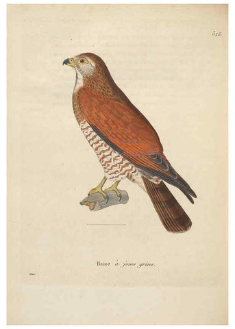 Reproducción/Reproduction 6285709711: Nouveau recueil de planches coloriées d'oiseaux A Strasbourgh ;Chez Legras Imbert et Comp.,1838
