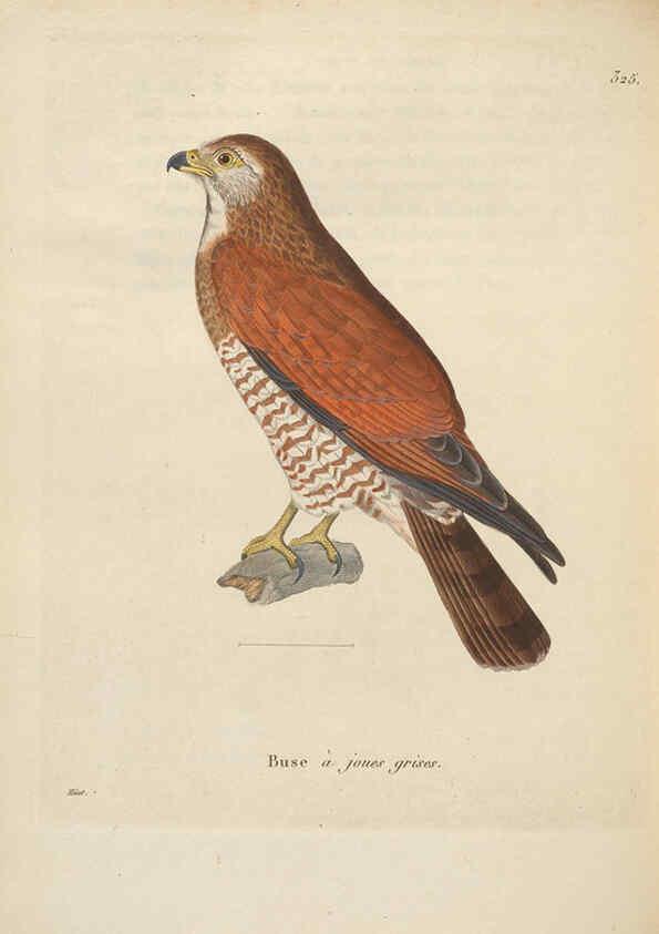 Reproducción/Reproduction 6285709711: Nouveau recueil de planches coloriées d'oiseaux A Strasbourgh ;Chez Legras Imbert et Comp.,1838