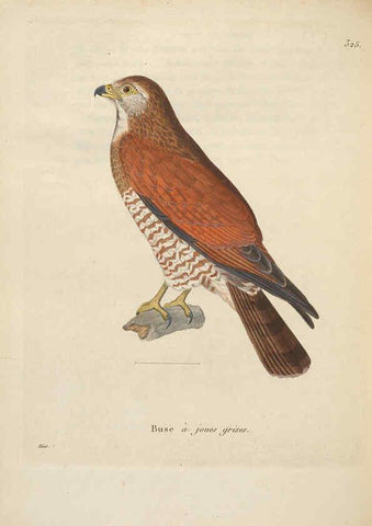 Reproducción/Reproduction 6285709711: Nouveau recueil de planches coloriées d'oiseaux A Strasbourgh ;Chez Legras Imbert et Comp.,1838