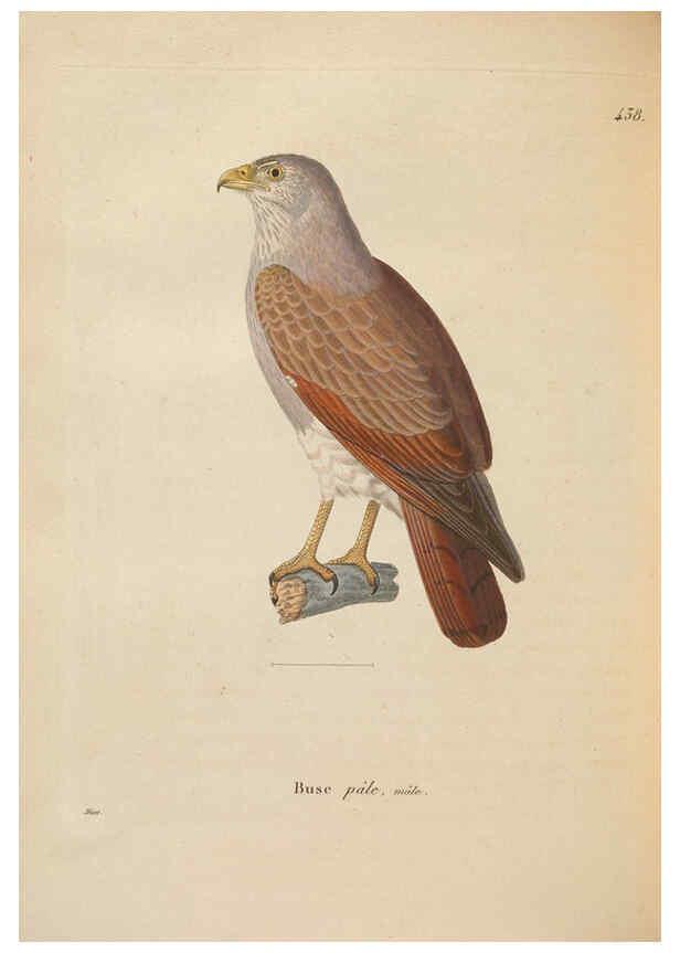 Reproducción/Reproduction 6285709889: Nouveau recueil de planches coloriées d'oiseaux A Strasbourgh ;Chez Legras Imbert et Comp.,1838
