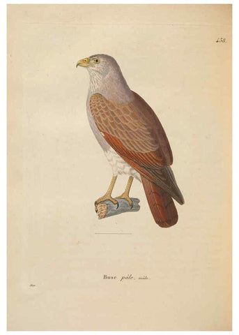 Reproducción/Reproduction 6285709889: Nouveau recueil de planches coloriées d'oiseaux A Strasbourgh ;Chez Legras Imbert et Comp.,1838