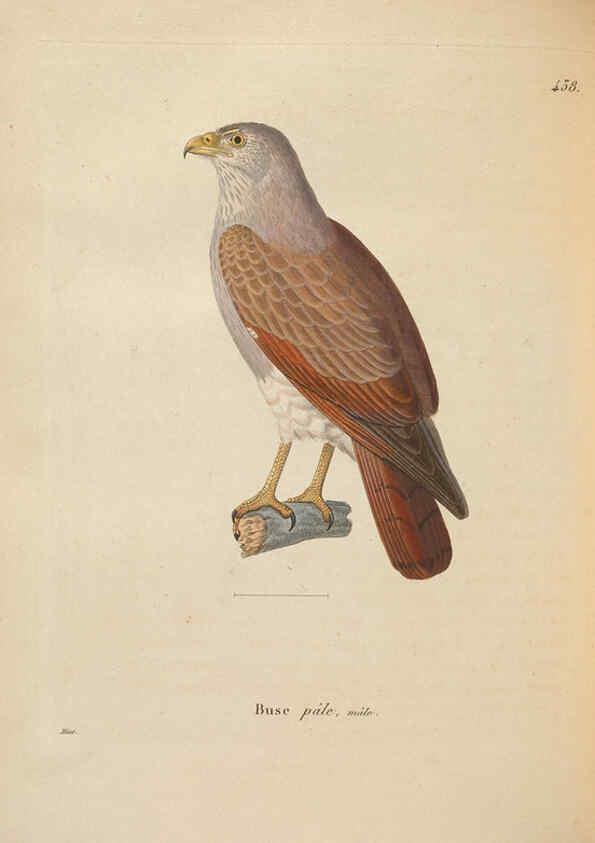 Reproducción/Reproduction 6285709889: Nouveau recueil de planches coloriées d'oiseaux A Strasbourgh ;Chez Legras Imbert et Comp.,1838