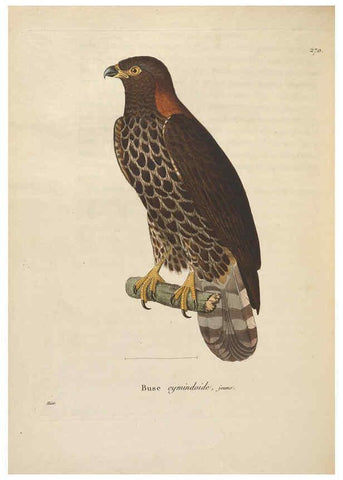 Reproducción/Reproduction 6285710063: Nouveau recueil de planches coloriées d'oiseaux A Strasbourgh ;Chez Legras Imbert et Comp.,1838