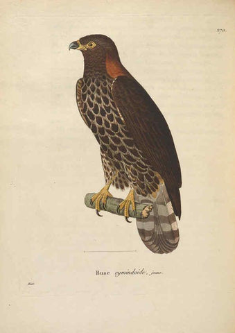 Reproducción/Reproduction 6285710063: Nouveau recueil de planches coloriées d'oiseaux A Strasbourgh ;Chez Legras Imbert et Comp.,1838