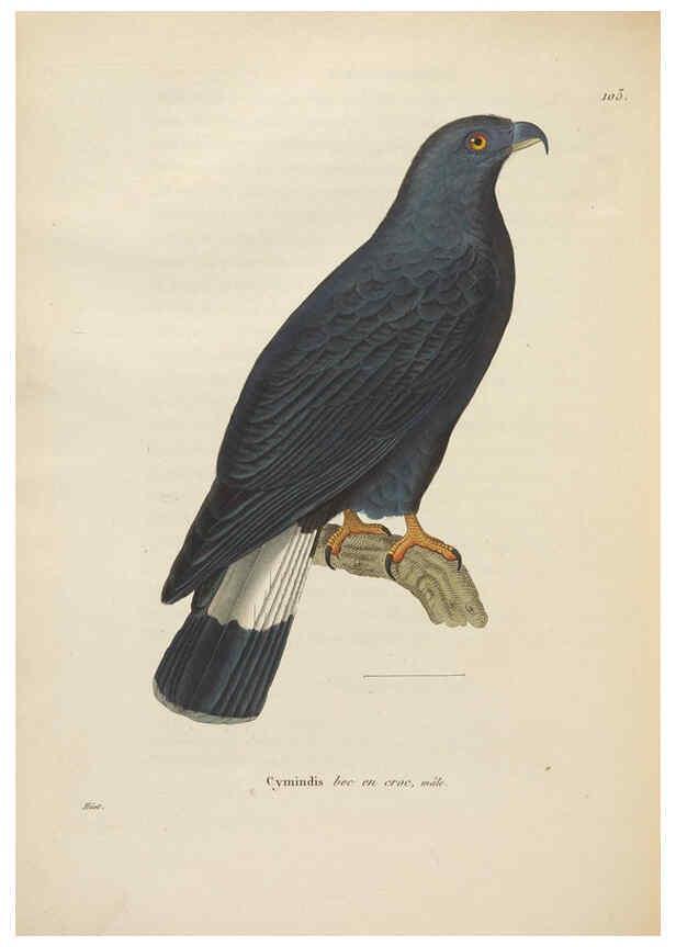 Reproducción/Reproduction 6285710285: Nouveau recueil de planches coloriées d'oiseaux A Strasbourgh ;Chez Legras Imbert et Comp.,1838