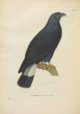 Reproducción/Reproduction 6285710285: Nouveau recueil de planches coloriées d'oiseaux A Strasbourgh ;Chez Legras Imbert et Comp.,1838