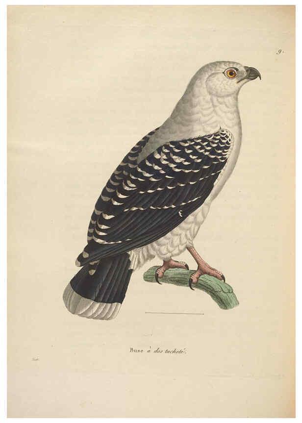 Reproducción/Reproduction 6286229648: Nouveau recueil de planches coloriées d'oiseaux A Strasbourgh ;Chez Legras Imbert et Comp.,1838