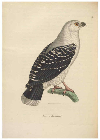 Reproducción/Reproduction 6286229648: Nouveau recueil de planches coloriées d'oiseaux A Strasbourgh ;Chez Legras Imbert et Comp.,1838