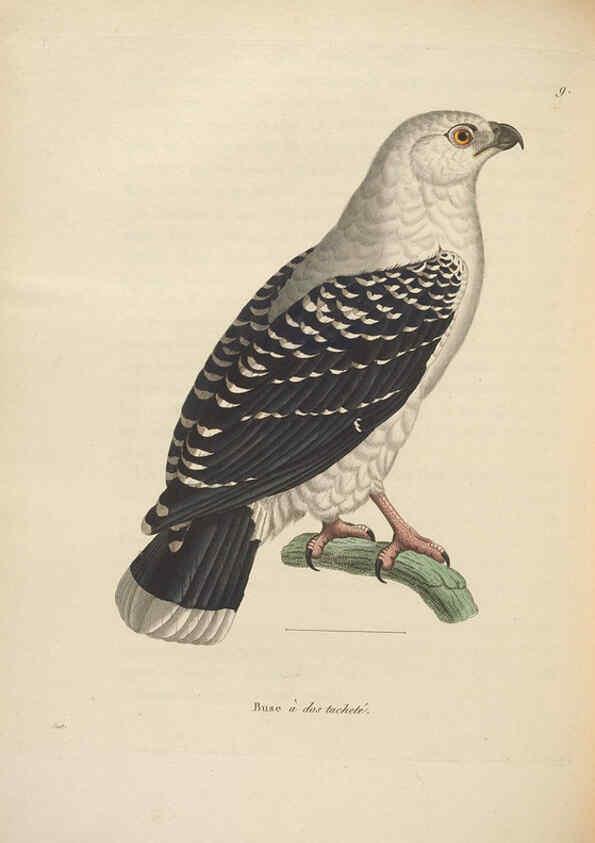 Reproducción/Reproduction 6286229648: Nouveau recueil de planches coloriées d'oiseaux A Strasbourgh ;Chez Legras Imbert et Comp.,1838