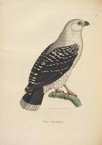 Reproducción/Reproduction 6286229648: Nouveau recueil de planches coloriées d'oiseaux A Strasbourgh ;Chez Legras Imbert et Comp.,1838